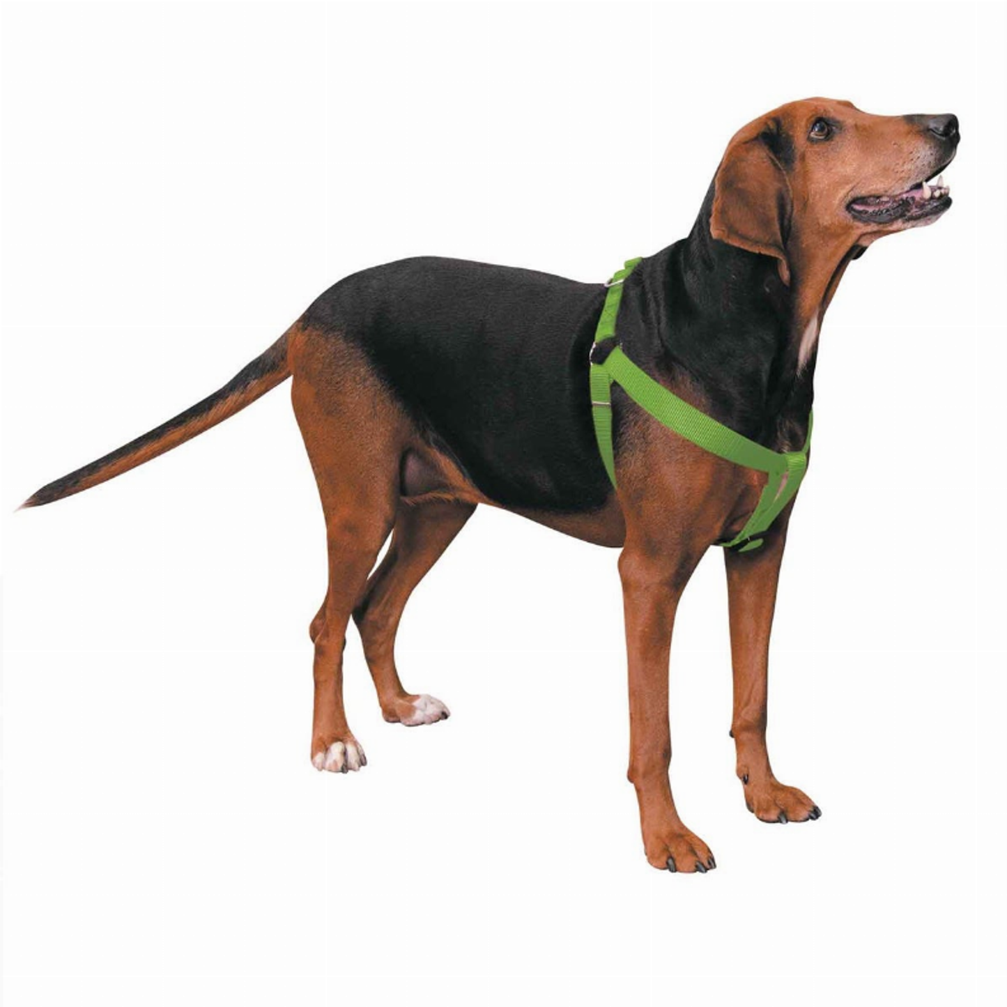 CC Nylon 2 Step Harness 9-15In Grn